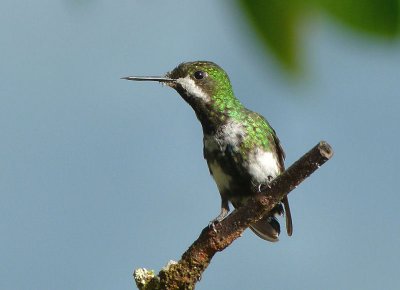 Hummingbird.