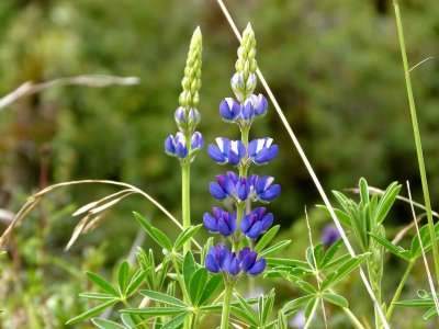 Wild Lupin.