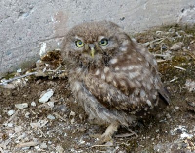 Little Owl (Youngster). 