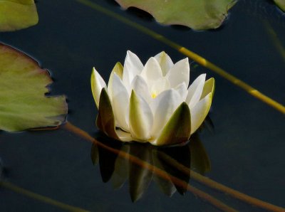 Water Lilly.