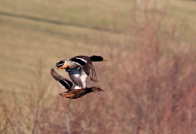 Mallards.