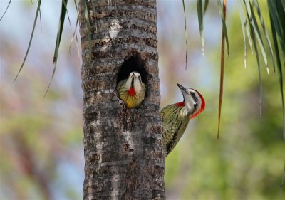 Cuban Green Woodpeckers.