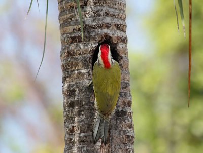 Cuban Green Woodpecker.