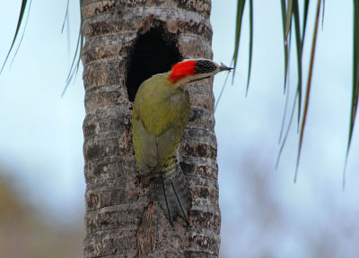 Cuban Green Woodpecker.
