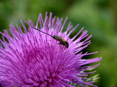 Ichneumon Wasp.
