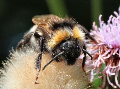 Bumblebee.