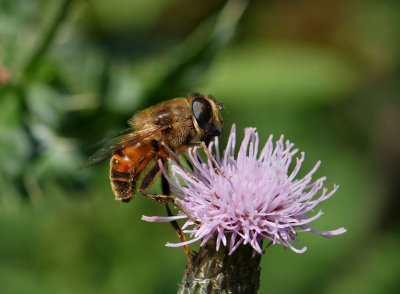 Hoverfly.