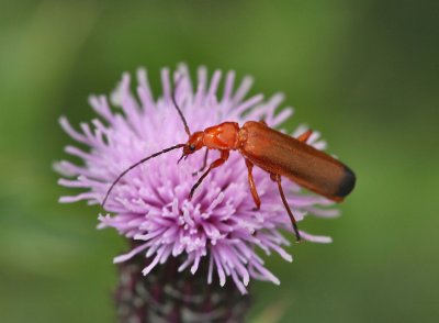 Soldier Beetle.