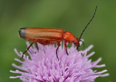 Soldier Beetle.