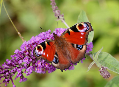 Peacock Butterfly.