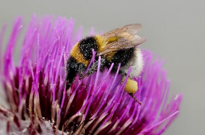 Bumble Bee.