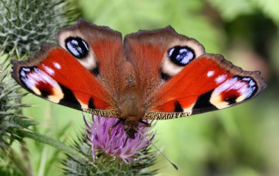 Peacock Butterfly.