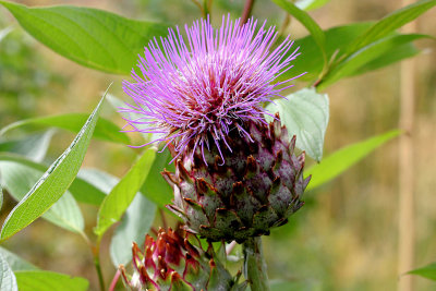 Globe Artichoke