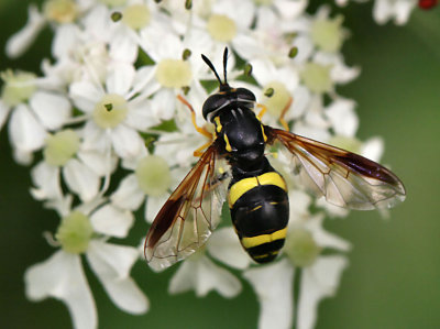 Hoverfly (Chrysotoxum bicinctum.