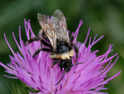 Bumblebee.