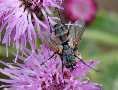 Tachinid Fly - (Eriothrix Rufomaculata).