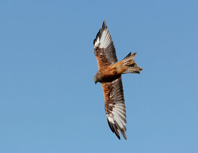 Red Kite.