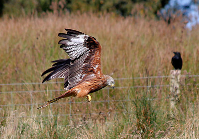 Red Kite.