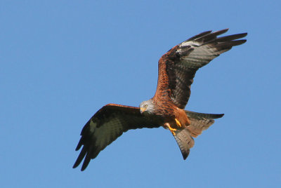 Red Kite.