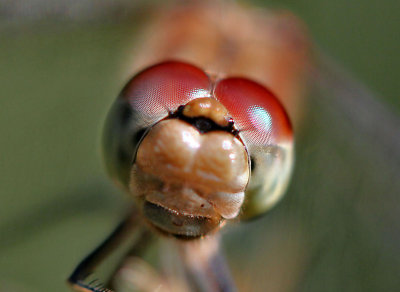 Common Darter.
