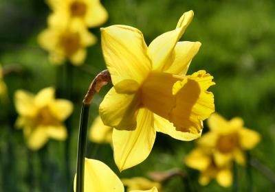 Daffodil.