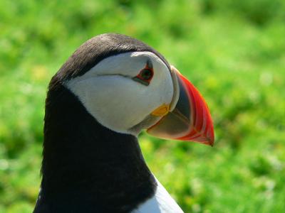 Puffin.