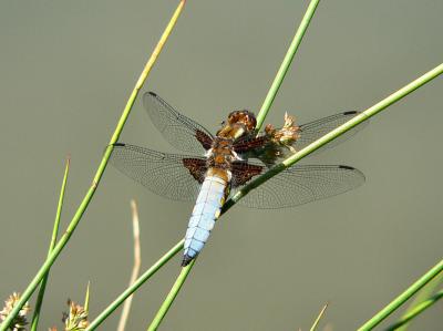 Male Broad-bodied Chaser 'Libellula Depressa'.