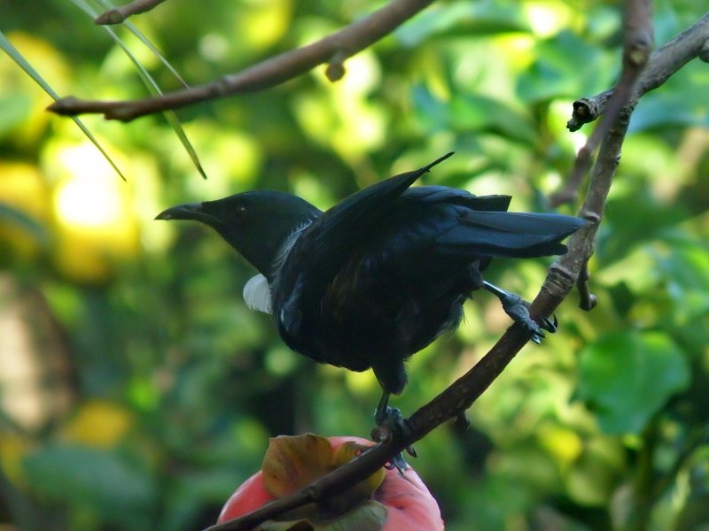 Tui Parson Bird 8