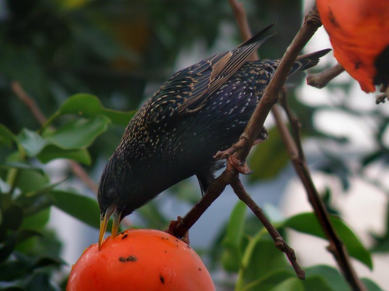 Starling 3