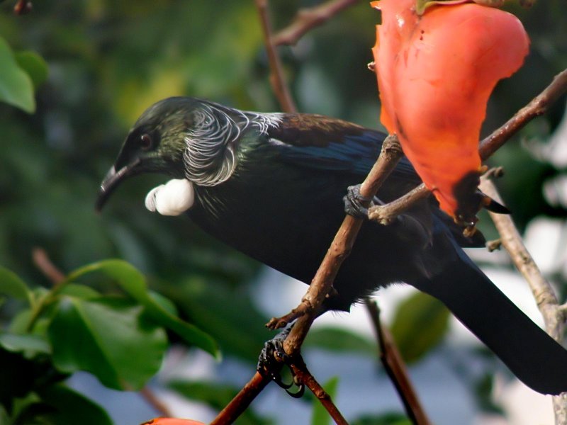 Tui Parson Bird 3