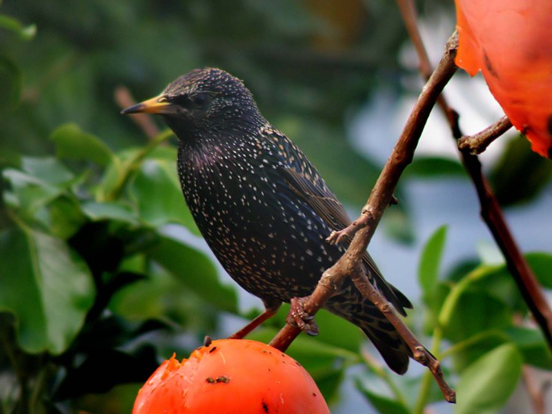 Starling 7