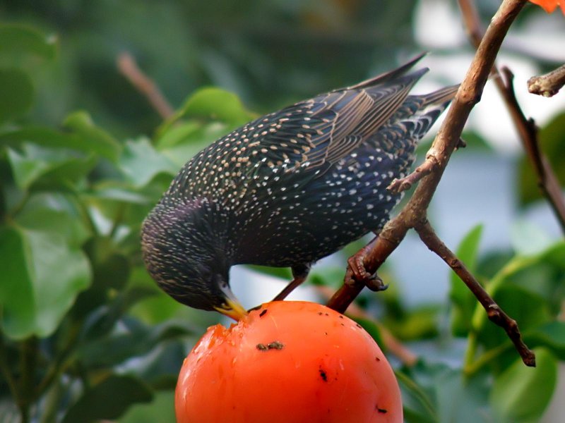 Starling 9