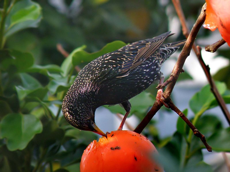 Starling 12