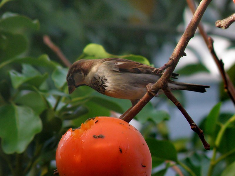 Sparrow 3