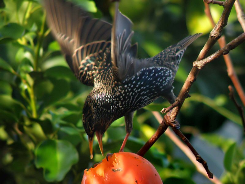 Starling 22