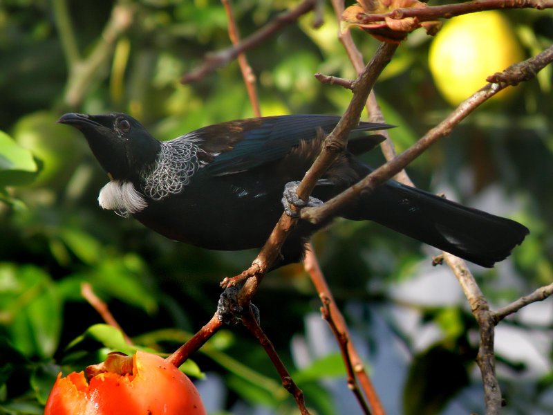 Tui Parson Bird 8