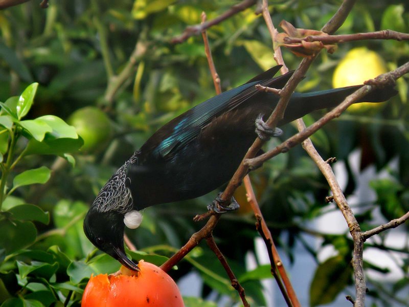 Tui Parson Bird 9