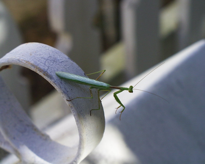 Praying Mantis
