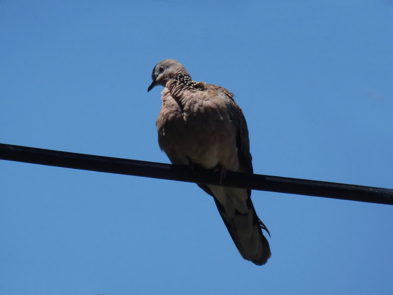 Spotted Dove 2