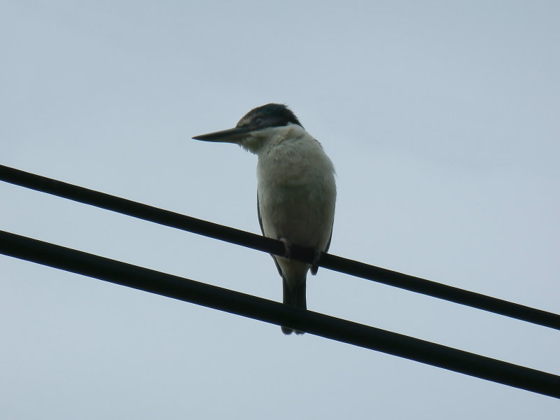 Kingfisher 2