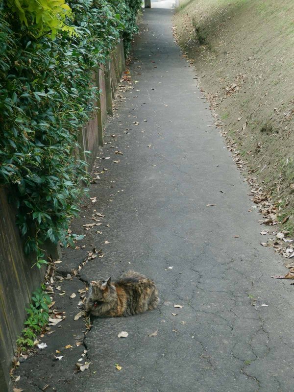 Somebody Elses Cat 1