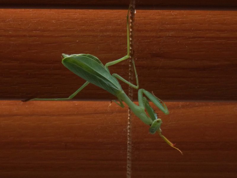 Praying Mantis 5