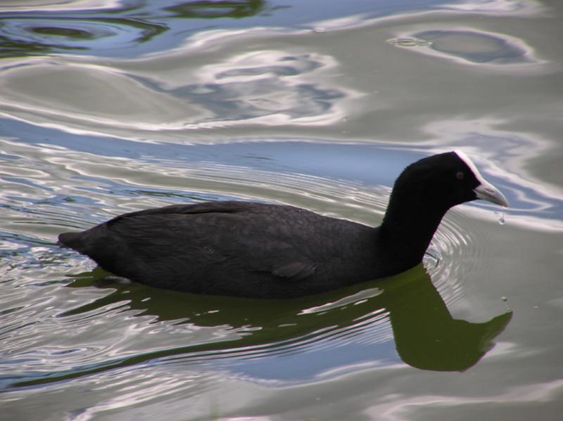 Australian Coot.jpg