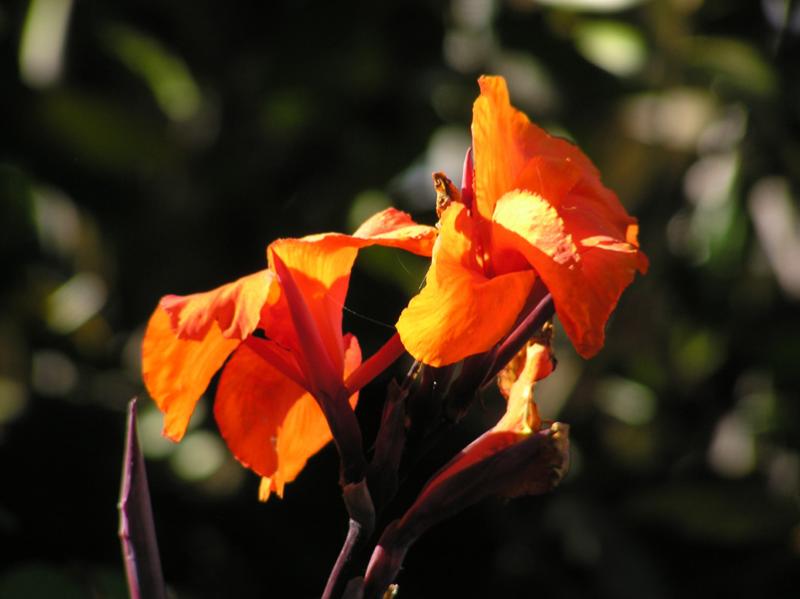 Cana Lilly.jpg
