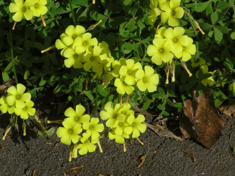 Oxalis