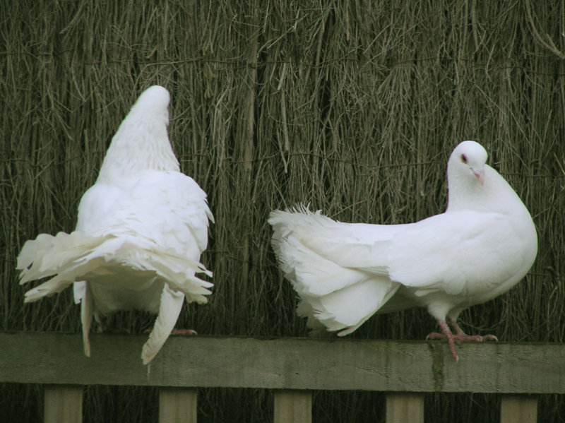 Pigeons.jpg