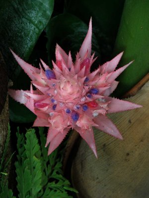 Bromeliad