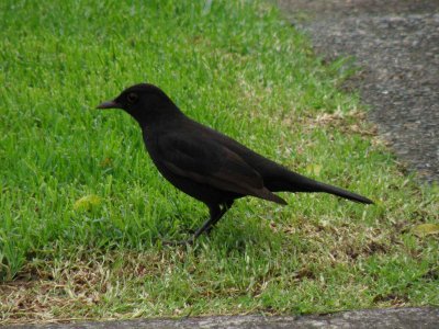 Blackbird 1