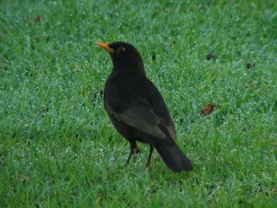 Blackbird 3