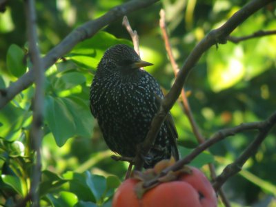 Starling 2